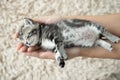 A 15-day-old kitten slept happily in a woman`s hand. Living concept, pets, relaxation Royalty Free Stock Photo