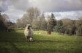 Day-old lamb. Spring. UK