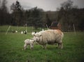Day-old lamb. Spring. UK