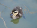 Day Old Mallard Duckling On Pond In UK