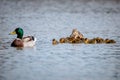 Day old mallard ducklings swimming on lake near mother duck Royalty Free Stock Photo