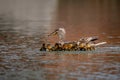 Day old mallard ducklings swimming on lake near mother duck Royalty Free Stock Photo