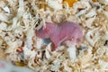 2 day old newborn baby hamster its leg Royalty Free Stock Photo