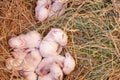 7 day old rabbits sleep in the nest