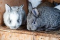 29 day old rabbits. Two curious little rabbits. Year of the Rabbit