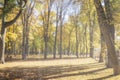 Day park with yellow maple leaves, pavement and benches behind wet rainy glass in golden autumn. The concept of bad weather, Royalty Free Stock Photo