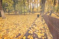 Day park with yellow maple leaves, pavement and benches behind wet rainy glass in golden autumn. The concept of bad weather, Royalty Free Stock Photo