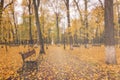 Day park with yellow maple leaves, pavement and benches behind wet rainy glass in golden autumn. The concept of bad weather, Royalty Free Stock Photo