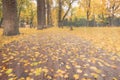 Day park with yellow maple leaves, pavement and benches behind wet rainy glass in golden autumn. The concept of bad weather, Royalty Free Stock Photo