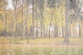 Day park with yellow maple leaves, pavement and benches behind wet rainy glass in golden autumn. The concept of bad weather, Royalty Free Stock Photo