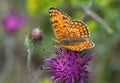 Day red-haired butterfly