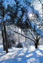 A ray of sunshine makes its way through tree branches