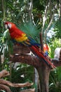 Scarlet Macaws resting on a tree,Tulum, Mexico