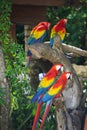 Scarlet Macaws resting on a tree,Tulum, Mexico