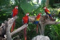 Scarlet Macaws resting on a tree,Tulum, Mexico