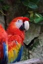 Scarlet Macaws resting on a tree,Tulum, Mexico