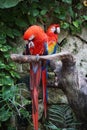 Scarlet Macaws resting on a tree,Tulum, Mexico