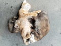 during the day, three cats sleep untidy on the floor