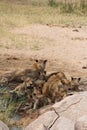 During the day time most lion rest after food and water. Royalty Free Stock Photo