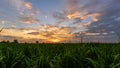 Time lapse panning view sugarcane field in sunset time