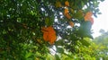 During the day, under the lush jackfruit tree, you can see the fresh leaves on the side of the dry leaves Royalty Free Stock Photo