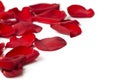 Day Valentine rose petals as background