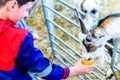 Day view disabled boy on crutches feeding goat