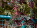 Branch of Chamaecyparis obtusa with red-black seeds peeks out from behind a fence.