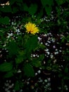 lonely dandelion in the forest close up