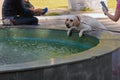 During the day, a white dog stands on the edge of the fountain. A woman takes pictures of a dog on a mobile phone.