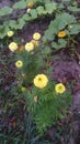 Day. Yellow marigolds in the fall. Her green leaves. Land and fallen leaves. Pumpkin bloom - big green leaves and yellow flowers.