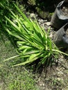 Dayak onion plants