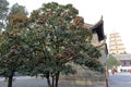 Little red fruit tree under dayanta tower, adobe rgb Royalty Free Stock Photo