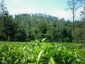 Dayaraba Estate Welimada badulla uva Royalty Free Stock Photo