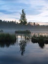 Daybreak autumn lake with small duck Mirror water level in mysterious forest, young birch tree on island in middle.