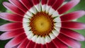 Daybreak flower, close up of red and white petals