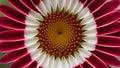 Daybreak flower, close up of red and white petals