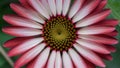 Daybreak flower, close up of red and white petals