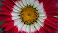 Daybreak flower, close up of red and white petals