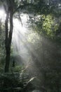 daybreak in tropical forest