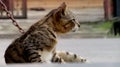 A daydreaming cat, probably watching something Royalty Free Stock Photo