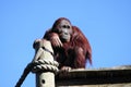 Daydreaming Orangutan