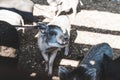 daylight. Agriculture. young pig looks at us in the camera. shallow depth of cut