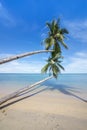 Daylight Double Coconut tree of the Clean Beach Royalty Free Stock Photo