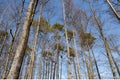 Daylight forest trees with a blue sky Royalty Free Stock Photo