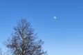 Daylight The moon is visible in the blue sky. Nearby stands a conifer Royalty Free Stock Photo