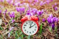 Daylight saving time reminder. Spring natural background with first flowers. Blooming crocus flowers. Classic alarm clock over Royalty Free Stock Photo