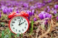 Daylight saving time reminder. Spring natural background with first flowers. Blooming crocus flowers Royalty Free Stock Photo