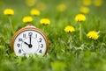 Daylight savings time, spring forward - alarm clock and dandelion flowers Royalty Free Stock Photo