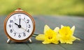 Daylight savings time, spring forward - alarm clock and easter flowers Royalty Free Stock Photo